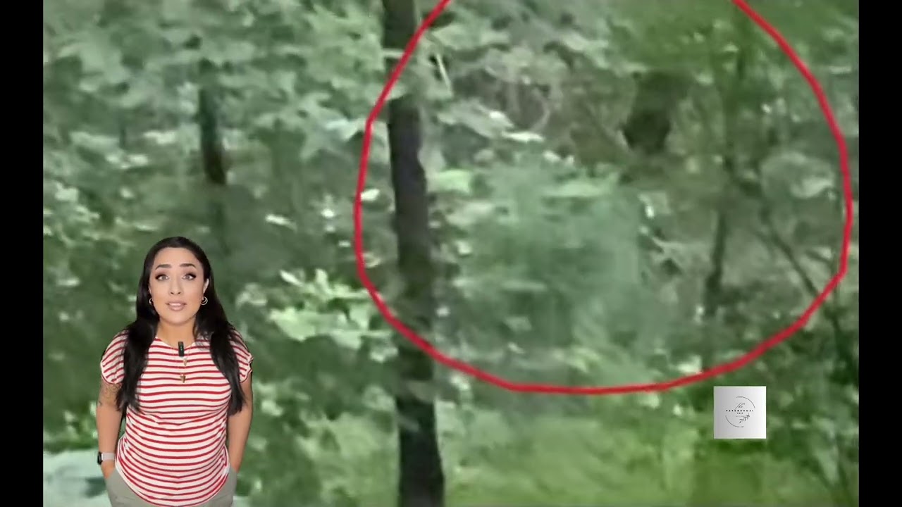 Cloaking Technology or is it The Predator