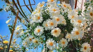видео: Вы не поверите, что эти сады с ромашками существуют 🌼 Расслабляющая музыка, которая восстанавлива... картинка: Вы не поверите, что эти сады с ромашками существуют 🌼 Расслабляющая музыка, которая восстанавлива...