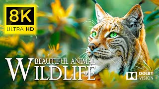 8K Ultimate Wildlife World  🐾 Discovery  Diverse Ecosystems Wildlife  with Sweet Relaxing Music