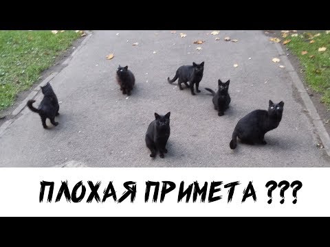 Черная кошка  Плохая примета?