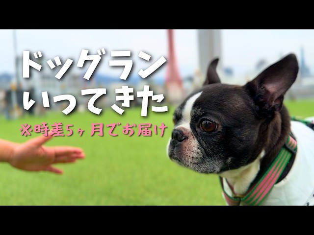 ドッグランで自由すぎるボストンテリア【久々の更新】 - YouTube