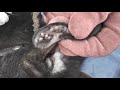 Save Poor Dog From Many Ticks Attacking, Removing Ticks From Poor Pet In Countryside EP 62, Ticks
