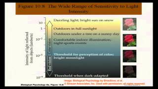 Brain and Behavior   Vision and Visual Perception I lecture 9