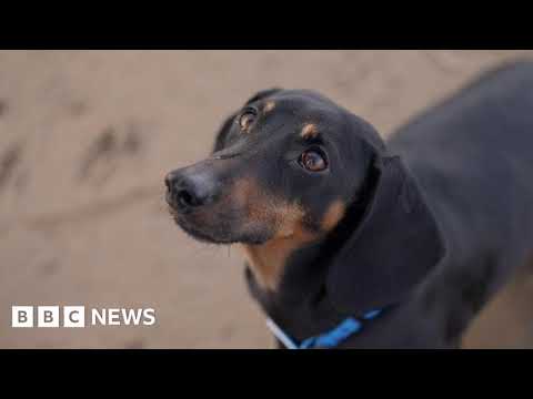 Собаки та люди: 15 000-річне партнерство переписує історію