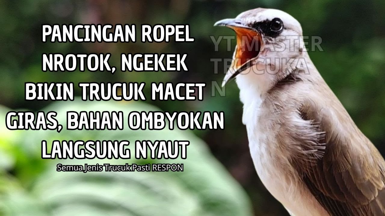 Trucukan GACOR ngalas ROPEL PANJANG suara alam AMPUH buat pancingan jadikan trucuk Gacor GARUDA