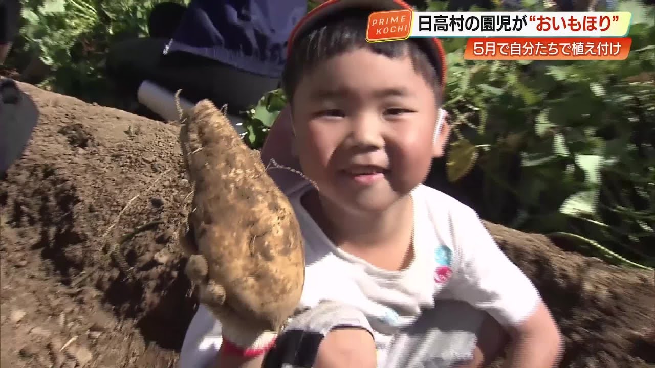 おいも　とします。メンテナンス完了　試写良好 大好評経て第八弾！研究対象級の極甘さつまいも。規格外はお得に！特級