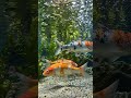 Relaxing Koi Fish Underwater POV |  ASMR Natural Water Sounds