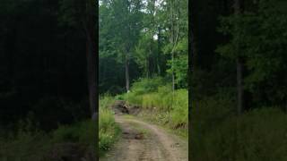 Russell cuts down giant ash tree.