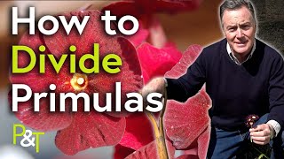 How To Divide Primulas - Pots Trowels