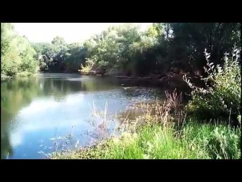 Охота на утку. Работа Спаниеля , поиск  и апортирование  с воды