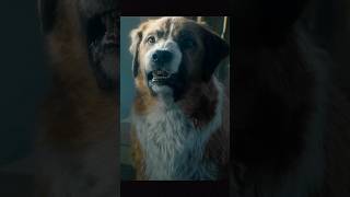 Buck Vs Nature The Fight For Survival The Call Of The Wild