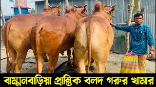 প্রান্তিক খামার থেকে ২০২৫ কোরবানি উপযোগী বলদ গরুর দাম জানুন | ব্রাম্মনবাড়িয়া গরুর খামার |