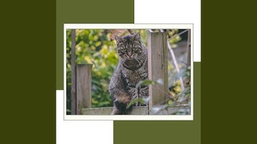 Urbane Backdrops for Mysterious Kittens