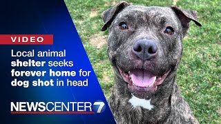 Greene Co. Animal Control seeking forever home for dog shot in head | WHIO-TV