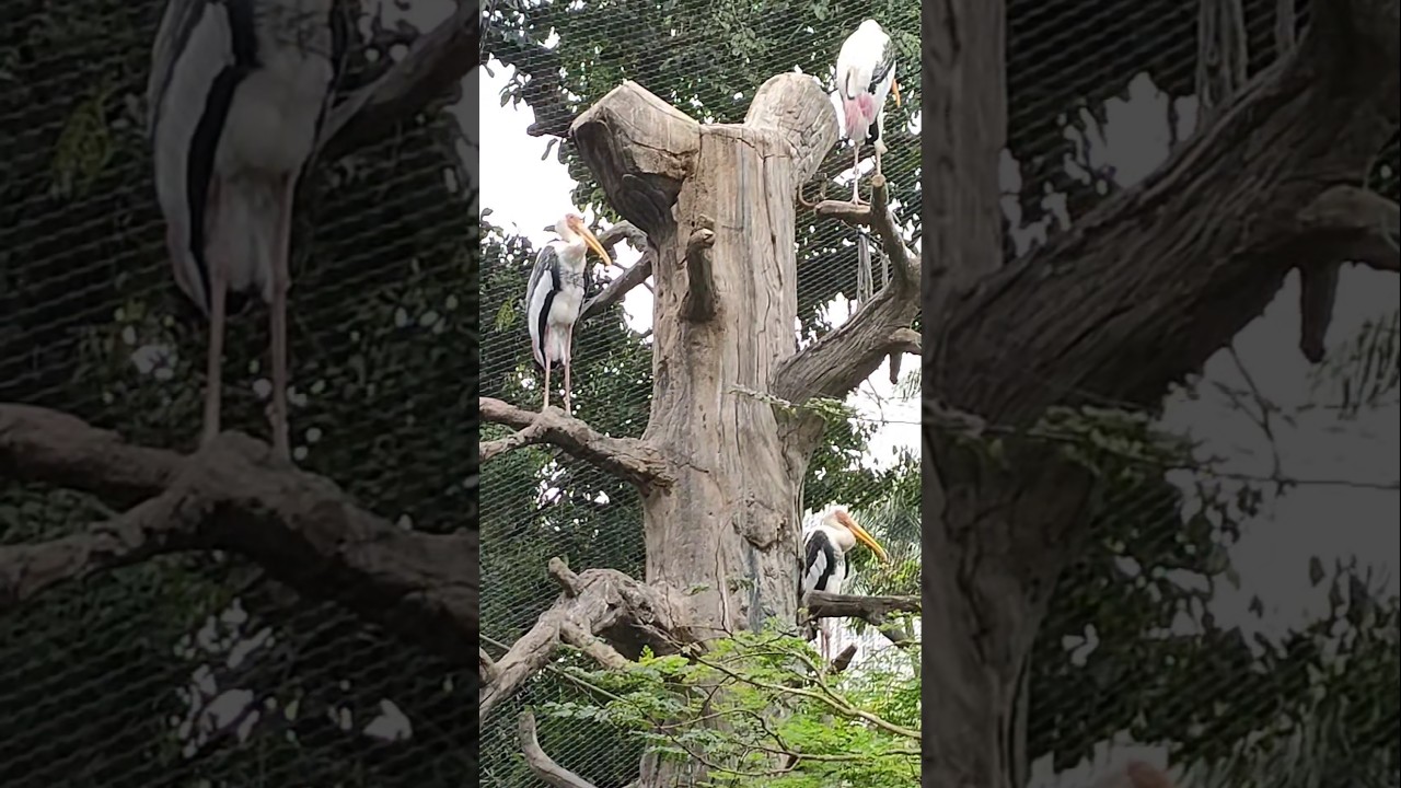 Aquatic birds🦢at Byculla zoo | Veermata Jijabai Bhosale udyan & zoo