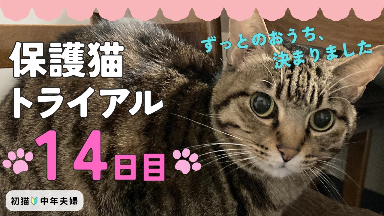 保護猫トライアル14日目｜正式に家族になりました