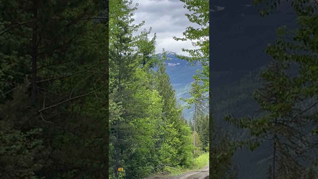 1989 Tree Plantation near Kaslo BC