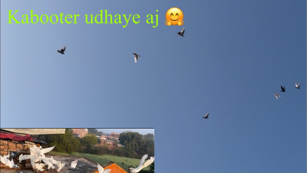 Kabooter udhaye aaj