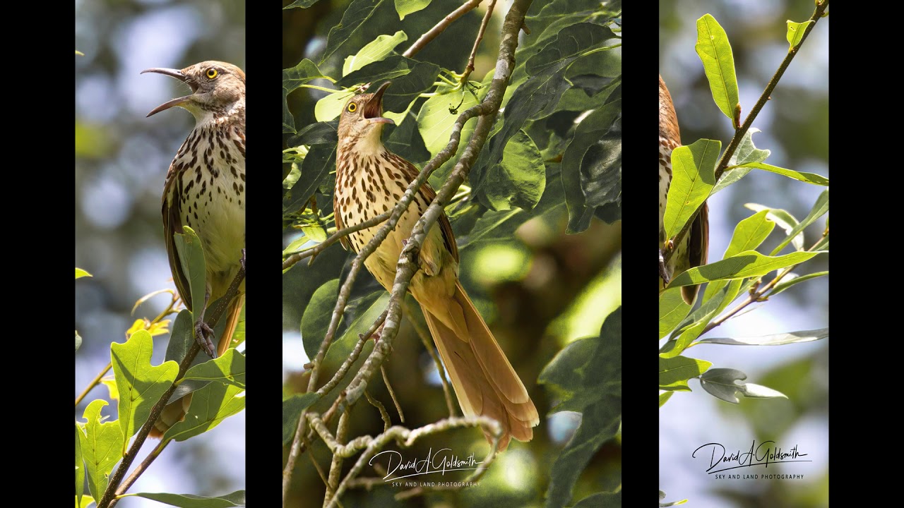 BROWN THRASHER 
