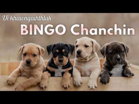 Ui khawngaihthlak Bingo ~ by Jerry Muantea (Mizo Story Audio)