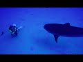 Think Ocean Tiger Sharks of Kona Hawaii