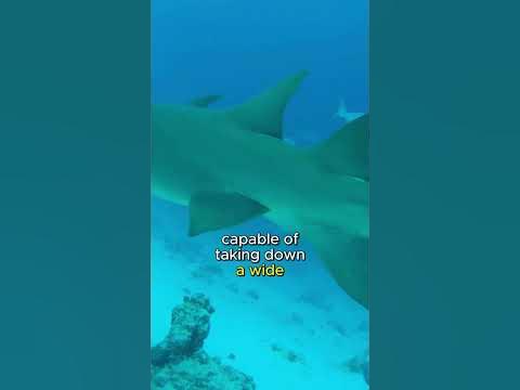 Fascinating facts about Bull shark - YouTube