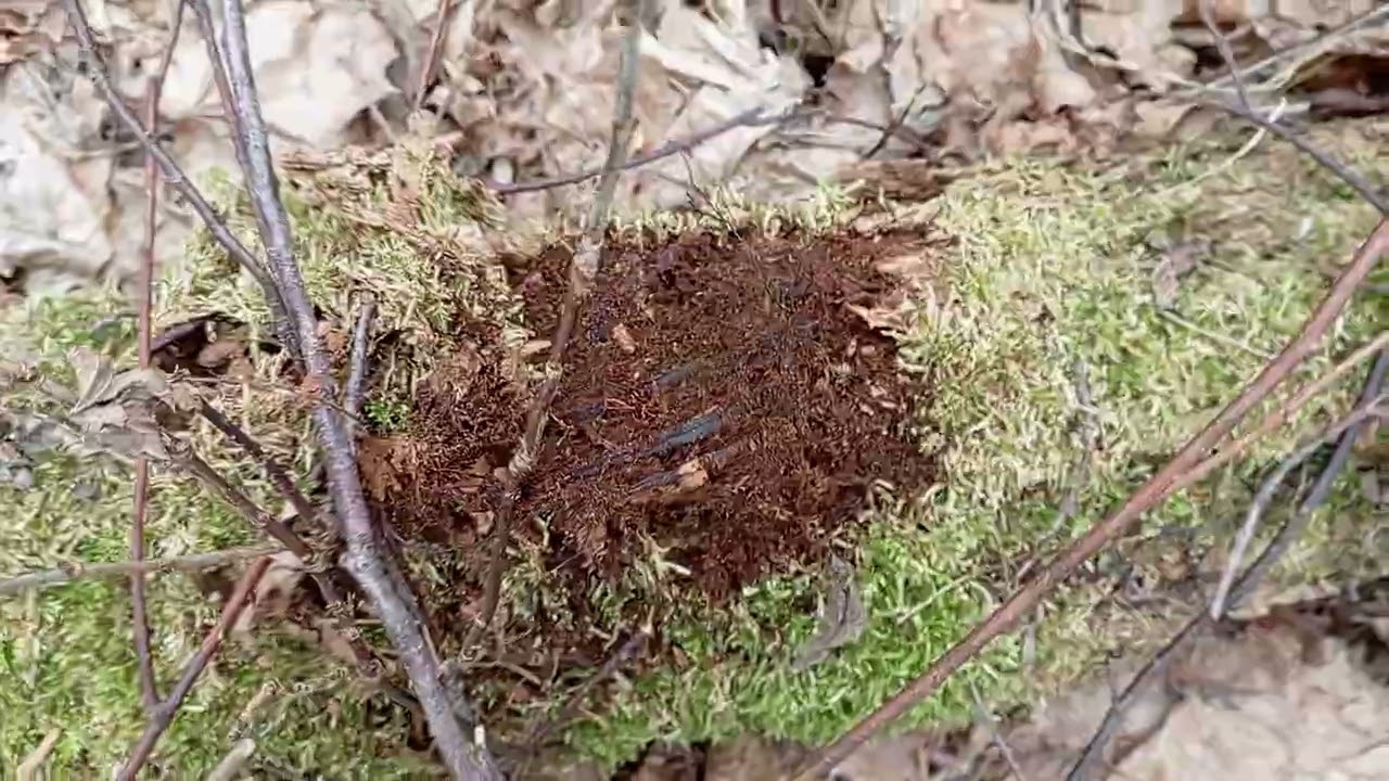 Ризоморфы Осеннего Опенка!!!