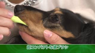 LION　PETKISS　 犬の歯みがきグッズの紹介_3分13秒