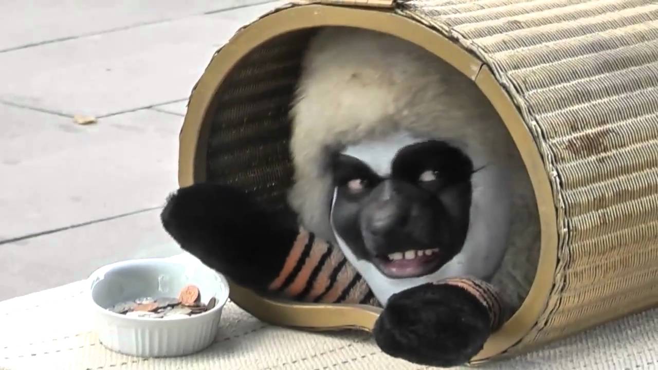 Dog/Cat/Sheep/Goat Street Performer