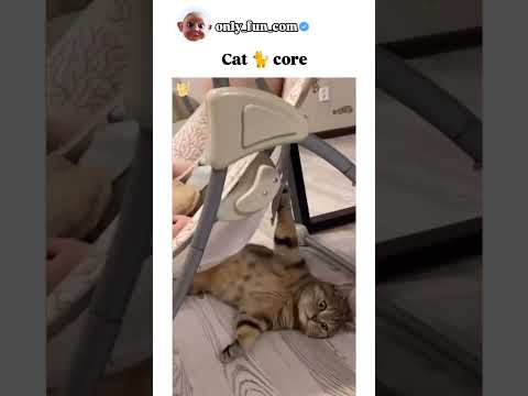 Cat 🐈 core 😁#shorts  #funny #only_fun_com #cat #cat_lovers #funny_cats #viral #memes #views #youtube