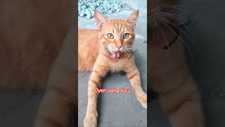 kucing oren yang lucu walau hanya sebentar🤣 #shorts #kucing #fyp #kucingoren