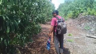 Pikat kolibri ninja.. Menang Banyak