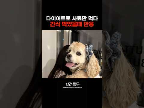 코카스파니엘의 치팅데이