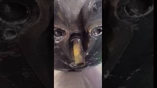 Lower shift rod play