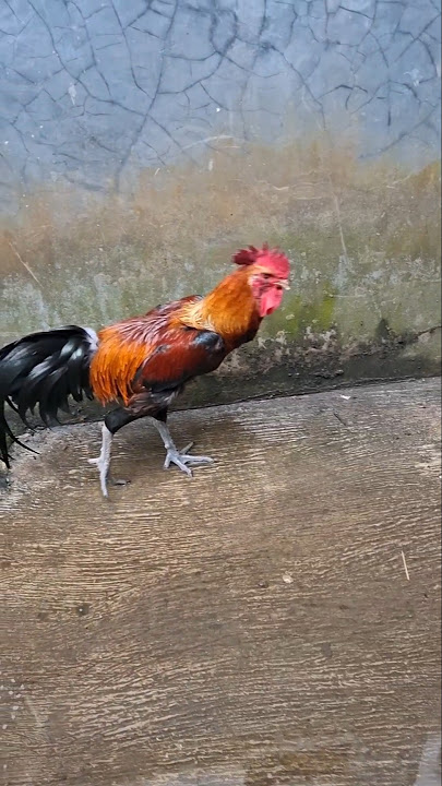 azam ini ayam jago siapa 🐓