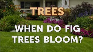 When Do Fig Trees Bloom?