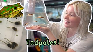 How to Care For Tadpoles!