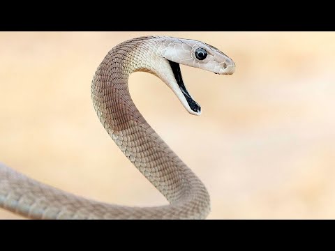 Die Schwarze Mamba, ist es möglich, einen Biss zu überleben?Die gefährlichste Schlange der Welt!