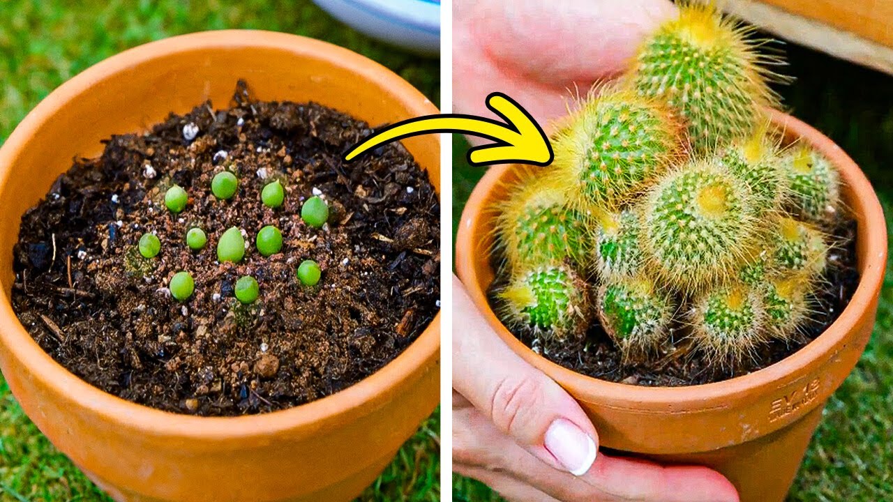 🌿 Хаки И Приемы, Чтобы Сделать Ваш Сад Невероятным