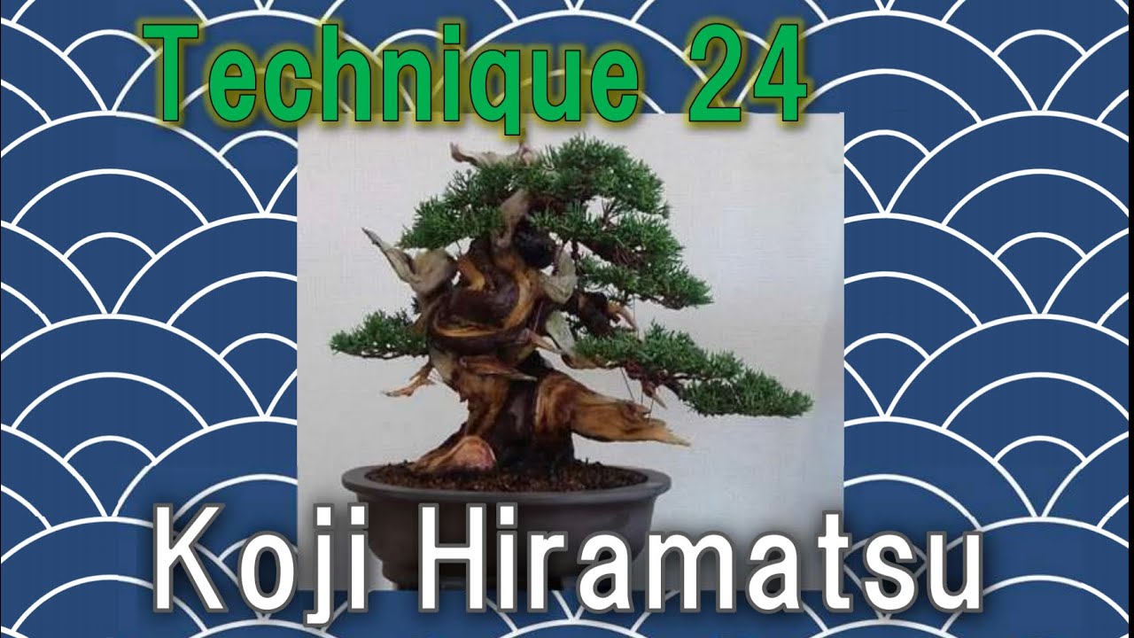Technique24【Koji Hiramatsu Takamatsu Bonsai Channel】