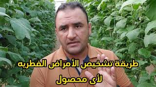 طريقة تشخيص الأمراض الفطريه لأى محصول