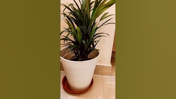 IKEA trash bin🗑️using as plant pot 🪴#ikea#ikeastore#ikeahyderabad#diy#viral#trending#ytshorts#useful
