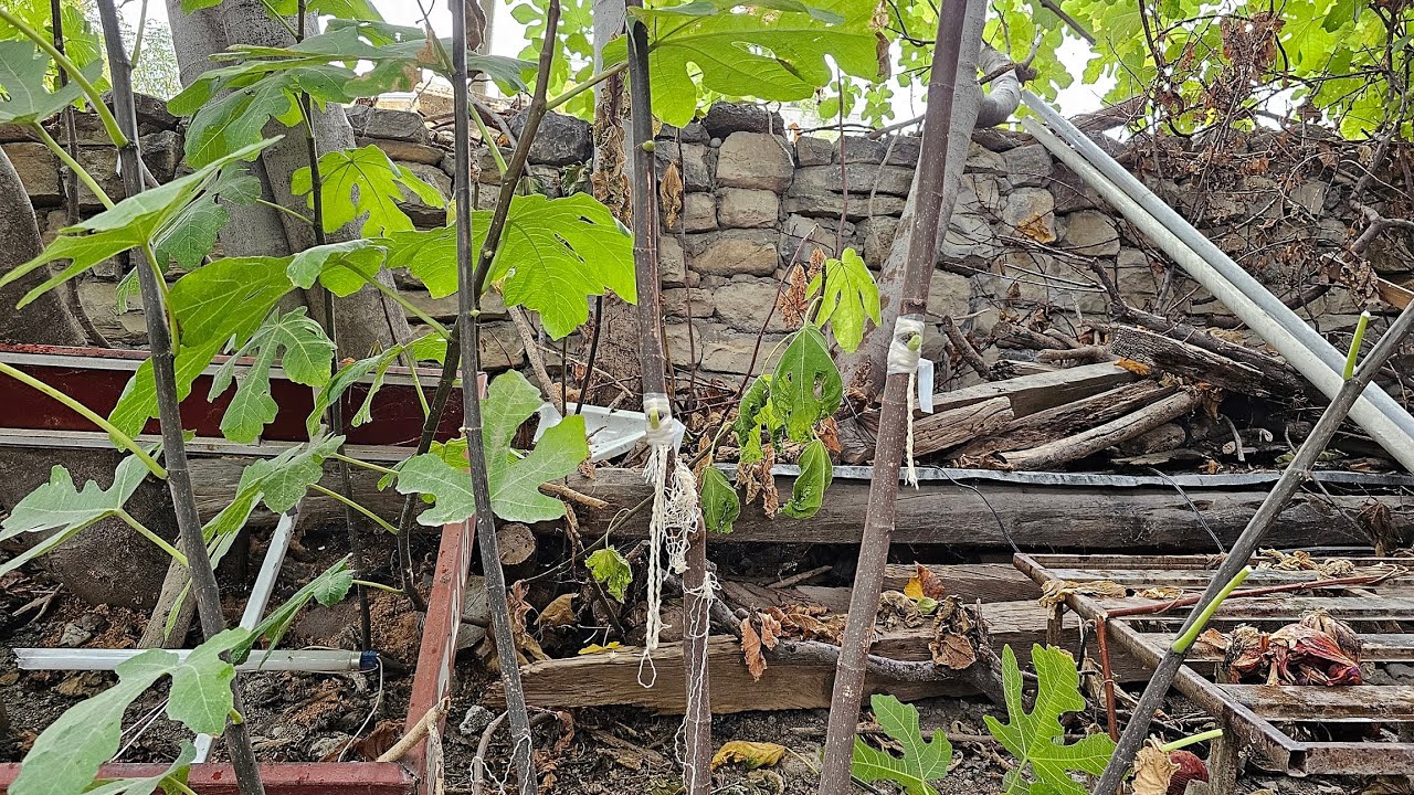 İNCİR AĞACINDA KEMİK AŞI NASIL YAPILIR?💥💯İNCİR AĞACI SONBAHAR AŞISI NASIL YAPILIR?💥İNCİR AŞISI