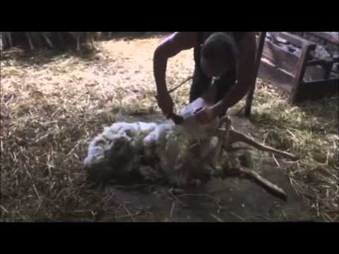 Video: Intestazioni Di Speranza: Una Testata Da Pecore Da Compagnia Scopre Un Cancro In Fase Iniziale Nel Proprietario