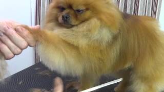 Pet Grooming for a Pomeranian starring Baa Baa