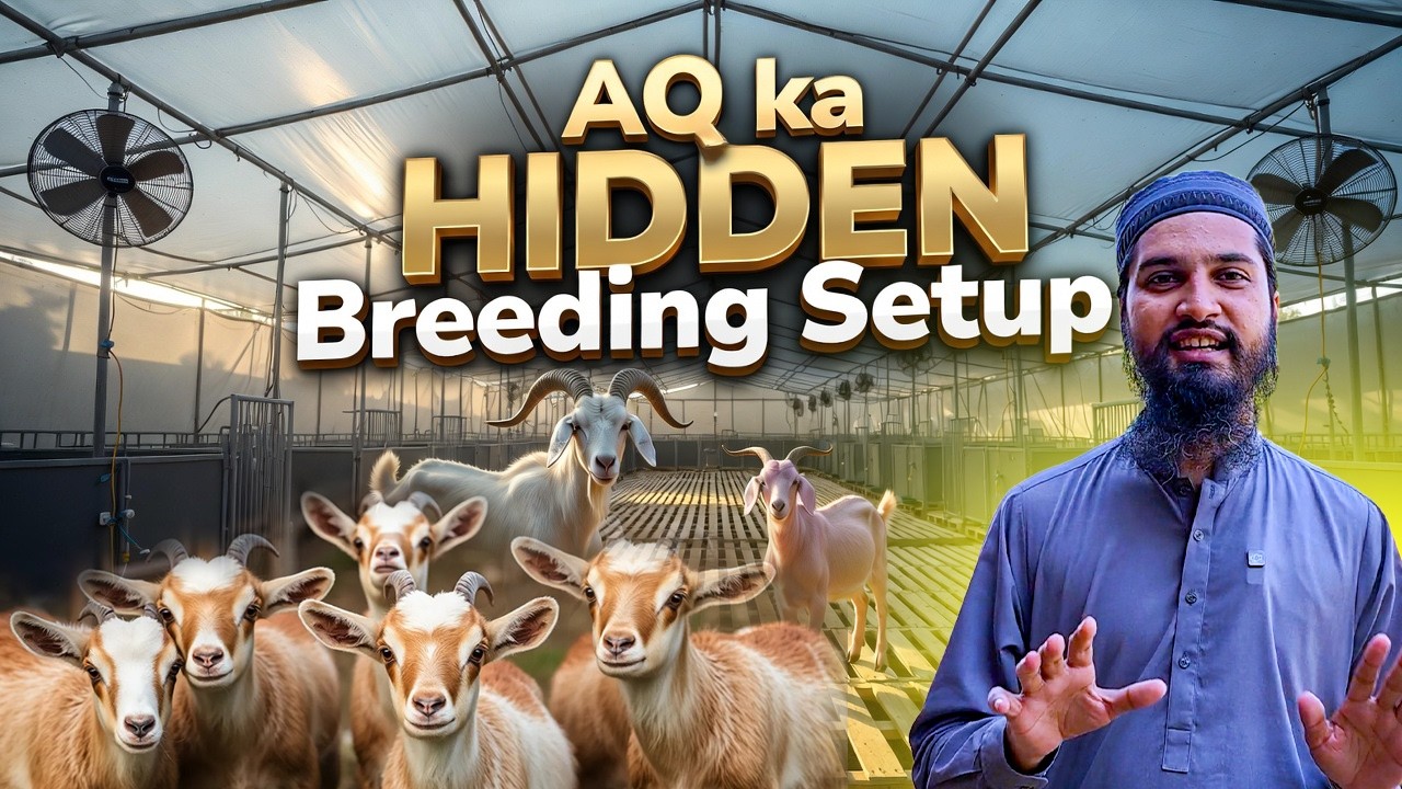 AQ Cattle Farm Ka Secret Breeding System – Poore Karachi Main Aisa Advanced Goat Farm Nahi