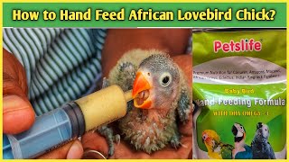 How to Hand Feed African Love Bird Chick in Tamil? பறவைகளுக்கு கையால் உணவூட்டுவது எப்படி?