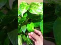 Money plant ko kon si disha me lagaye #india #bihar #viral #world #shorts #reels #plants #garden