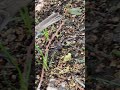 チュン太郎