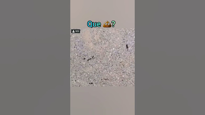 Pobre hormiga, quedó como mentirosa! 🥺